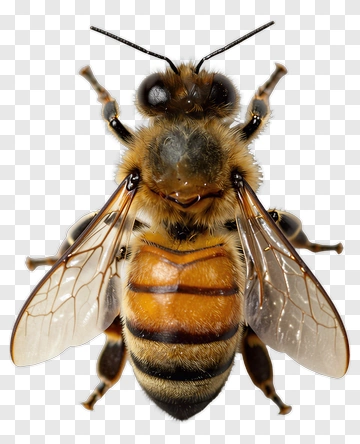 Bee With Detailed Features PNG