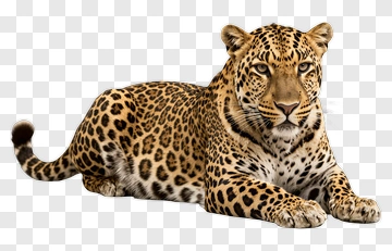 Leopard Lying In A Relaxed Pose PNG