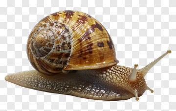 Snail With A Brown Shell PNG