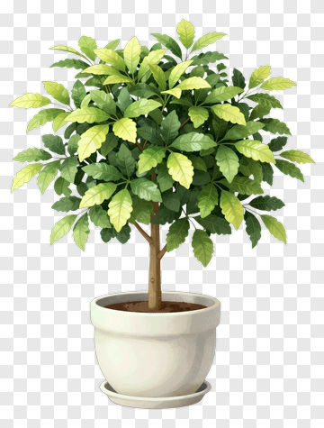 Potted Green Plant PNG