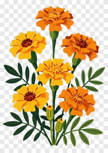 Colorful Marigold Flower Bouquet PNG