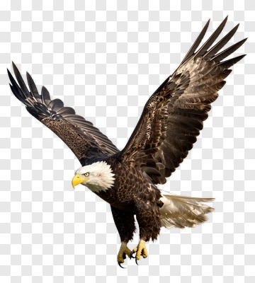 Bald Eagle In Flight PNG