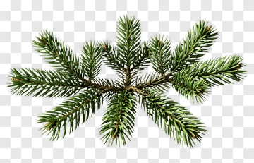 Green Pine Tree Branch PNG