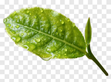 Green Leaf With Water Droplets PNG