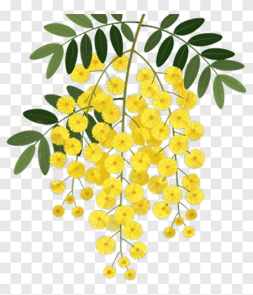 Yellow Mimosa Flowers PNG