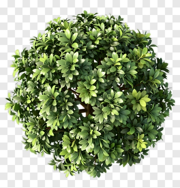 Green Tree PNG