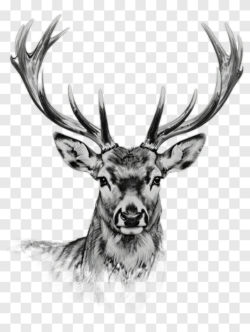 Realistic Deer Head Illustration PNG