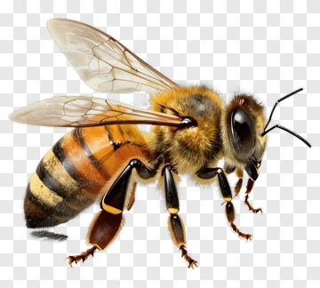 Realistic Honey Bee PNG