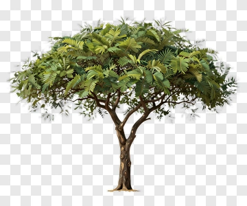 Realistic Tree With Lush Green Leaves PNG