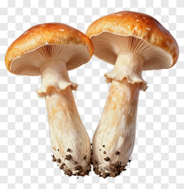 Mushrooms With Orange Caps PNG