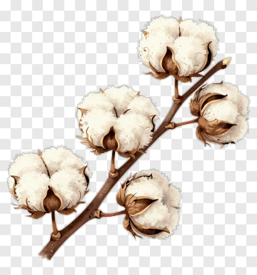 Cotton Plant Branch With Bolls PNG
