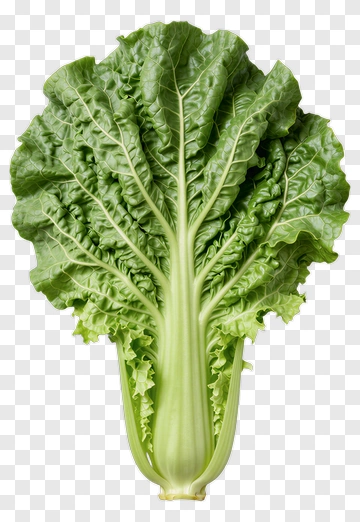 Fresh Green Lettuce PNG
