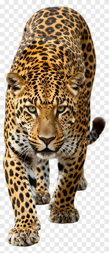 Leopard Walking Forward PNG