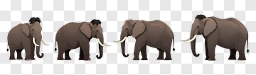 Cartoon Elephants Walking In A Line PNG