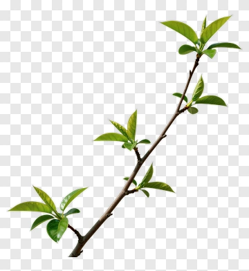 Green Branch With Leaves PNG