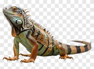 Iguana PNG