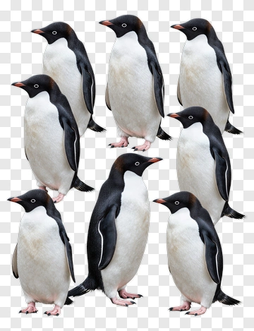 Group Of Penguins Standing Together PNG