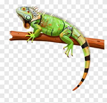 Colorful Iguana Sitting On A Branch PNG