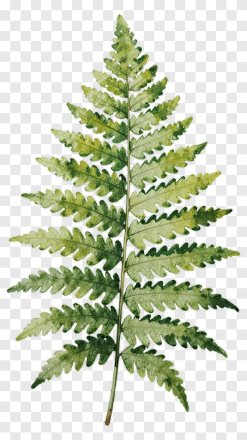 Green Fern Leaf PNG