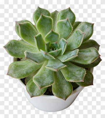 Succulent Plant In White Pot PNG
