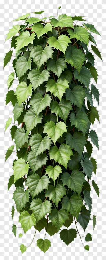 Green Ivy Plant PNG