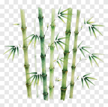 Bamboo Stalks With Green Leaves PNG