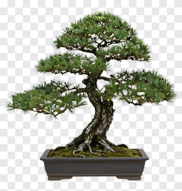 Bonsai Tree In A Pot PNG