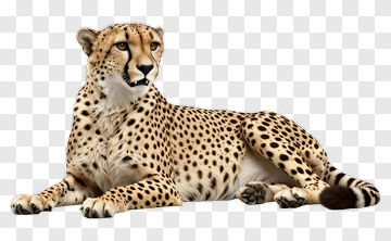 Cheetah Lying On The Ground PNG
