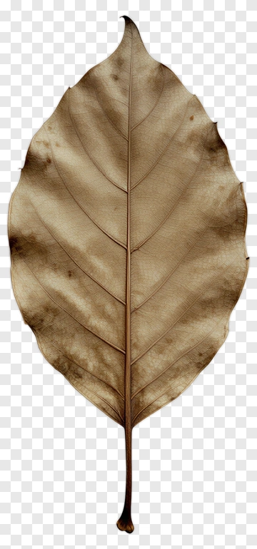 Dried Brown Leaf PNG