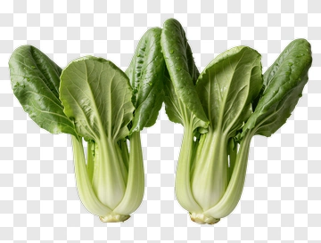 Fresh Bok Choy Vegetable PNG