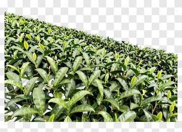 Green Tea Leaves In A Plantation PNG