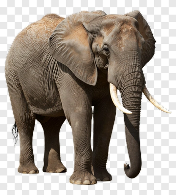 Elephant Standing In A Natural Pose PNG