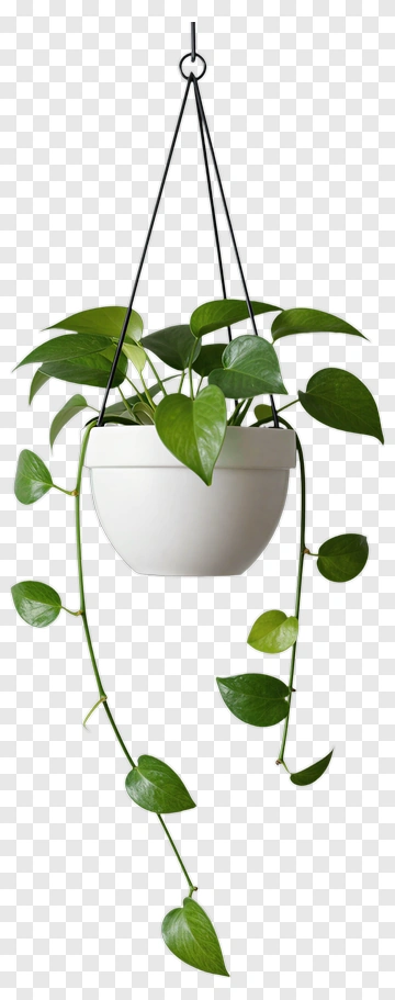 Hanging Pothos Plant In White Pot PNG