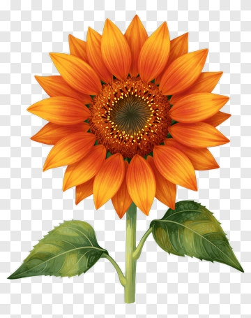 Colorful Sunflower PNG