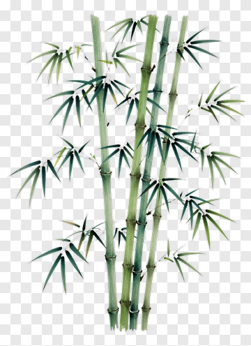 Bamboo Stalks With Green Leaves PNG
