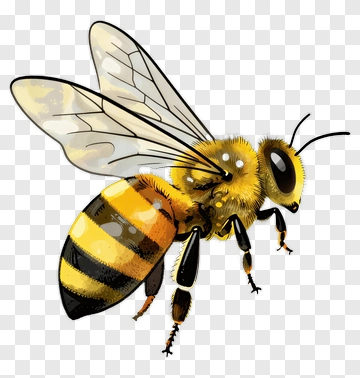 Cartoon Bee PNG