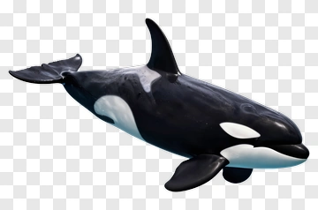 3D Orca Swimming PNG