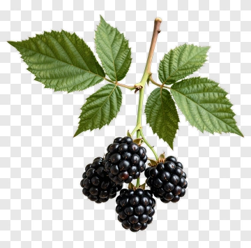 Blackberries On A Branch With Green Leaves PNG