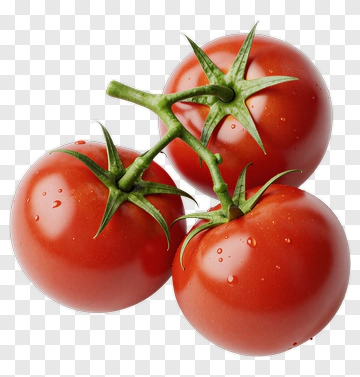 Fresh Tomatoes On A Vine PNG