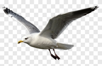 Seagull In Flight PNG