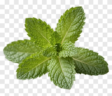 Fresh Mint Leaves PNG