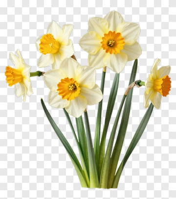 Daffodil Flower Bouquet PNG