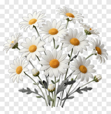 Daisy Flower Bouquet PNG