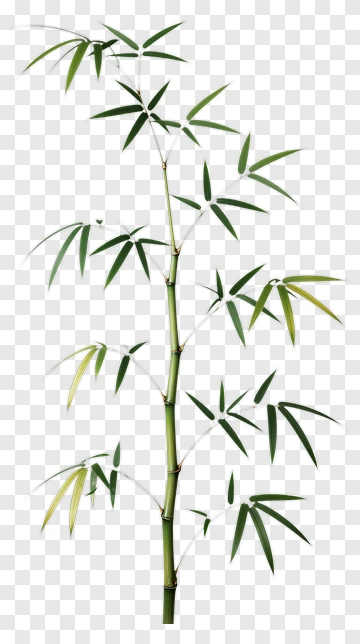 Bamboo Plant PNG