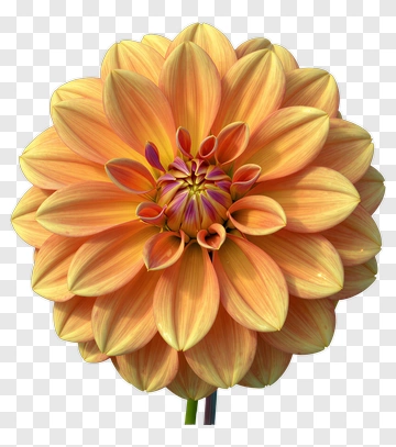 Orange Dahlia Flower PNG