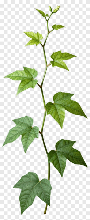 Green Cotton Plant Stem With Leaves PNG