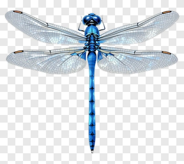 Blue Dragonfly PNG