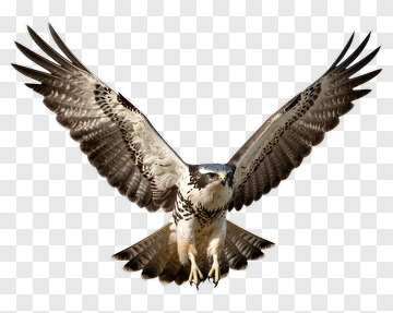Bird Of Prey In Flight PNG