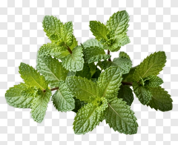 Fresh Mint Leaves PNG