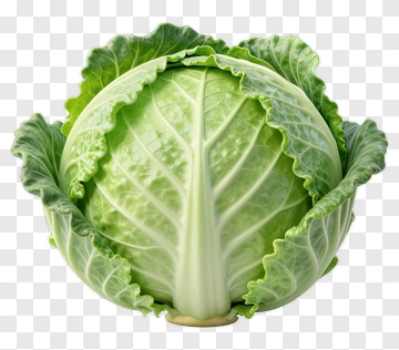 Fresh Green Cabbage PNG